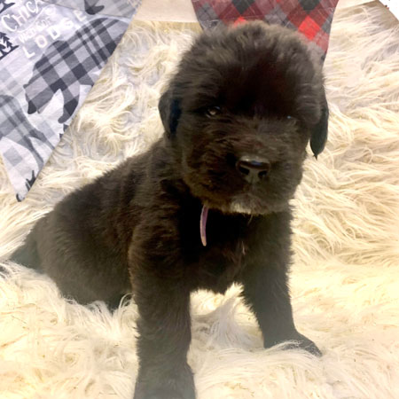 Available Pups - Neal's Newfoundlands